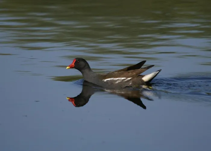 Le Nid D'omer Maison d'hôtes